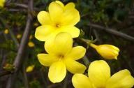 如何區(qū)分迎春花和連翹花？