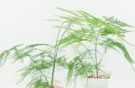 室內(nèi)如何科學(xué)的養(yǎng)殖文竹？