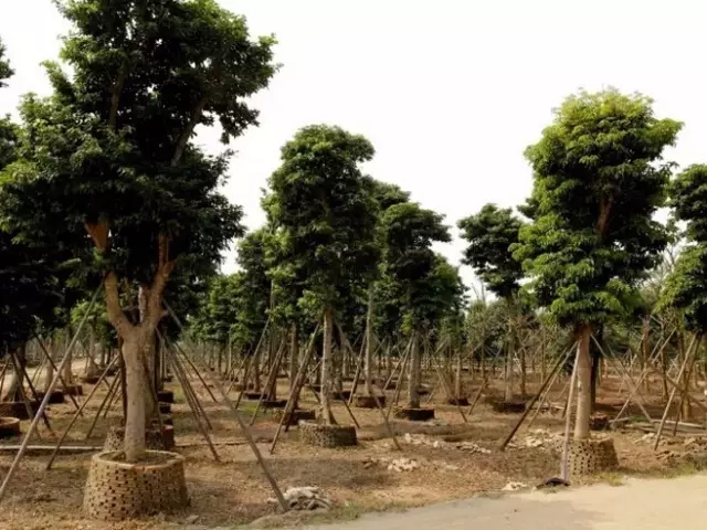 如何提高苗木存活率？十個(gè)方法要牢記