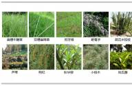 如何選擇岸邊陸生植物？