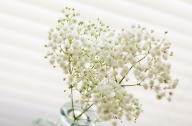 家庭養(yǎng)花：滿天星的育苗技術