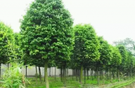 ?？诩爸苓叺貐^(qū)植物群落示例