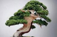 盆景七大類，你都知道嗎？