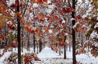 樹體積雪應及時處理