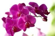 過(guò)年家里養(yǎng)什么植物風(fēng)水好？
