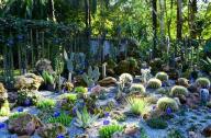 1月20日，中國科學(xué)院西雙版納熱帶植物園一年一度的多肉展如約而至