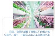 “植物工廠”到底有什么秘密？